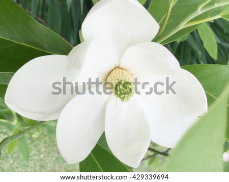 Southern magnolia (Magnolia grandiflora). Called Evegreen Magnolia, Bull Bay, Bullbay Magnolia, Laurel Magnolia and Loblolly Magnolia also. Close up image of flower
