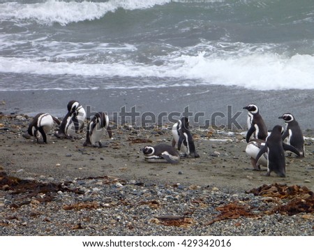 a group of pinguins on a shore in seno otway reservation in chile