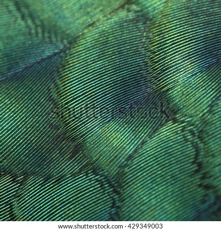 close-up peacock feathers ,Beautiful feather bird 
