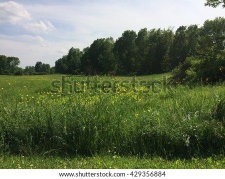 Grassy meadow with blue sky and clouds