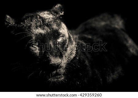 black panther black and white portrait