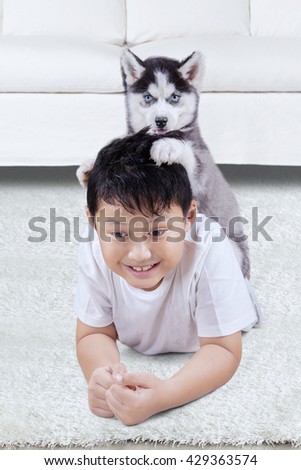 Picture of a little husky puppy playing in the living room with a boy, shot at home