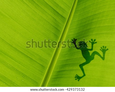 Frog shadow on the banana leaf. background texture of banana leaf 