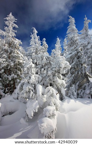 blue sky and deep snow in national park of east Europe