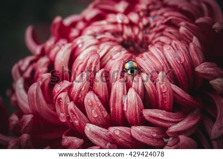 Purple chrysanthemum and ladybug