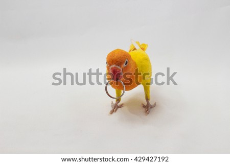 Yellow Lovebird with Ring on white background
