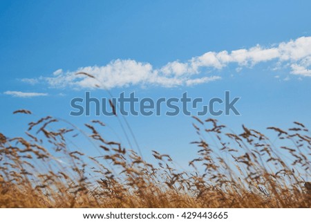 Golden wheat on a blue sky, leaning on a side, space for text