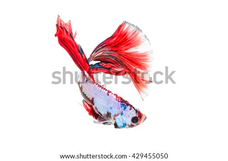 Betta fish, siamese fighting fish,isolated on white background