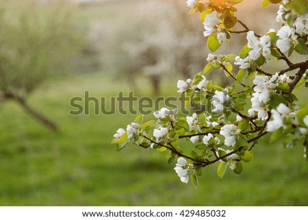 Blured flowers of apple tree bloom texture background 