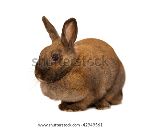 Red rabbit isolated on the white background. Shallow depth-of-field.