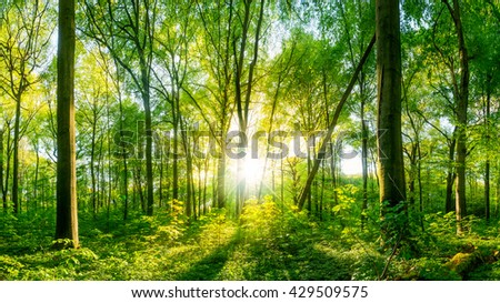 Sunset in the forest Royalty-Free Stock Photo #429509575