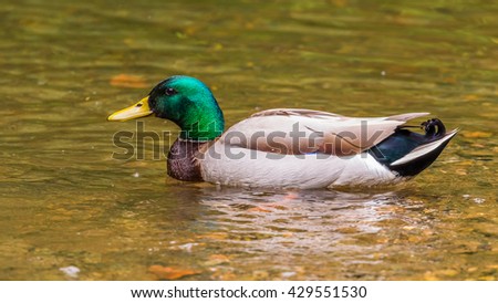 Drakes of the mallard or wild duck, have a glossy green head and are grey on wings and belly.