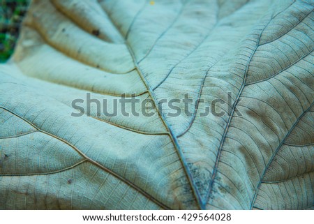 Close up of teak leaf, Thailand