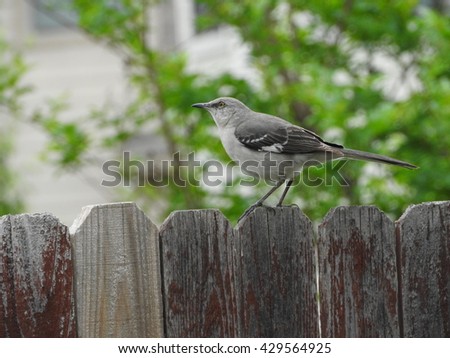 A northern mockingbird (Mimus polyglottos) perches on a wooden fence.