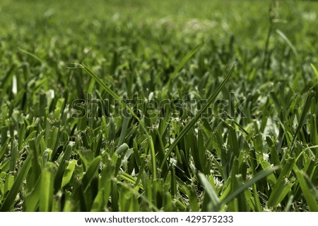 Recently cut fresh grass field.