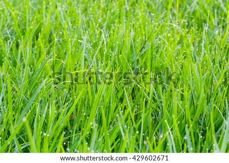 Drop on grass background.