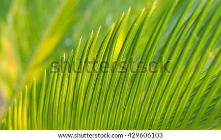 natural green background with selective focus leaf texture coconut macro