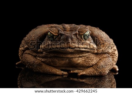 Cane Toad - Bufo marinus, giant neotropical or marine toad Isolated on Black Background, front view