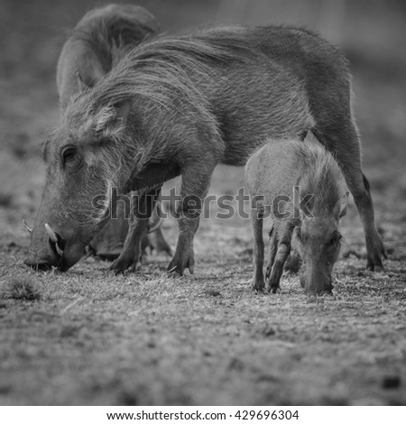 Baby and parent warthogs eating dry grass, Kruger National Park
