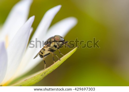 tiny flies on lotus flower(Drosophila melanogaster)