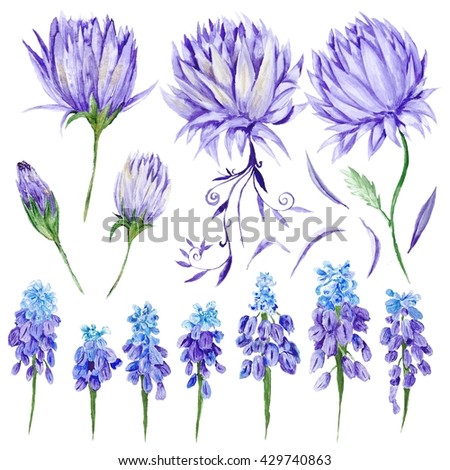 Watercolor Purple Flowers Set | Hand-painted botanical illustration with artichoke and muskari provence style design elements on white background