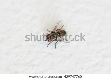 close up Blow fly, carrion fly, bluebottles, greenbottles, or cluster fly on white wall Royalty-Free Stock Photo #429747760