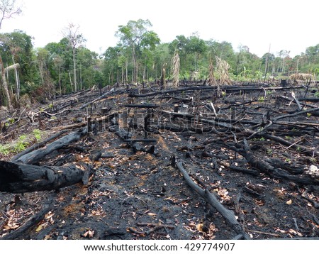 Destroyed tropical rainforest in Amazonia, Brazil. Image taken on 2th February 2016 Royalty-Free Stock Photo #429774907
