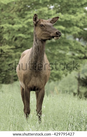 Cow Elk - Photograph taken in Elk State Forest, Elk County, Benezette, Pennsylvania