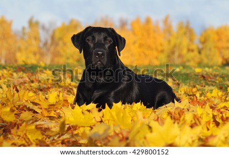 Labrador Retriever lying down in the beautiful Autumn leaves Royalty-Free Stock Photo #429800152