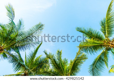 Beautiful Coconut palm tree on blue sky background