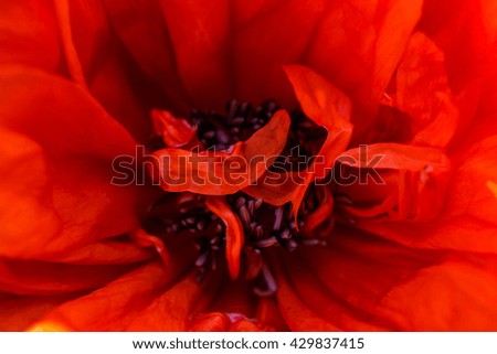 nature abstract background of macro shot of red poppy. soft focus