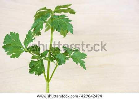 One parsley twig on the light wooden background