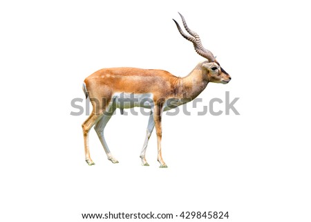 Thomson's gazelle by horn isolated white background Royalty-Free Stock Photo #429845824