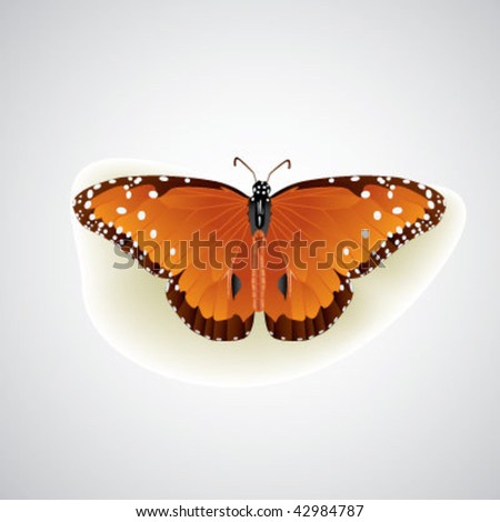 Queen Butterfly on soft background