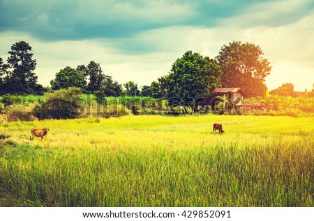 blurred vintage countryside