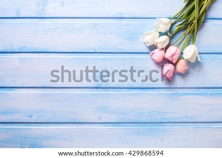 Tender white and pink spring tulips on  blue wooden background. Selective focus. Place for text.
