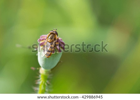 honeybee on poppy flower closeup