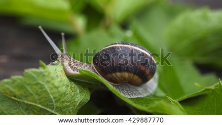 Helix pomatia, common names the Burgundy snail, Roman snail, edible snail or escargot