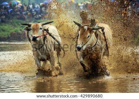 Pacu Jawi An unidentified jockey steers two bulls across the muddy paddy fields in the bull race of the 'Pacu Jawi' festival in Padang,West Sumatera,