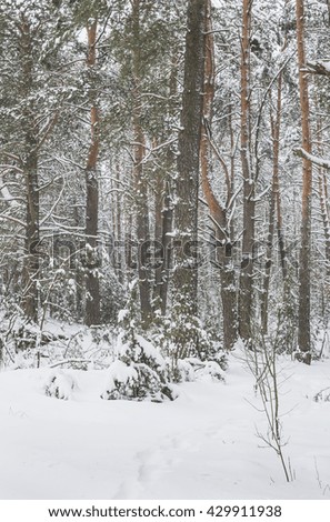 In the winter a lot of snow has fallen in the forest