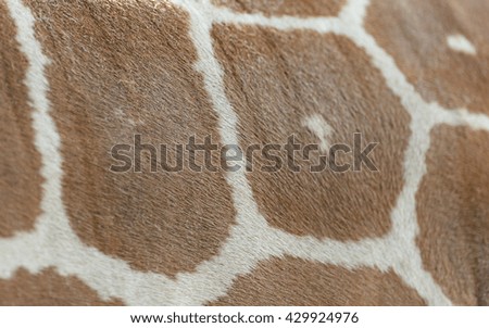 textured skin or fur of giraffe.
