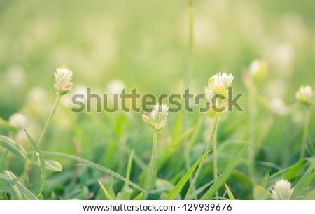  soft focus style of beautiful poaceae grass flower 