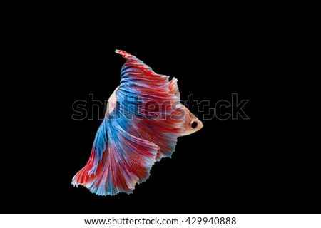Capture the moving moment of Betta fish,Siamese fighting fish in movement isolated on white background.