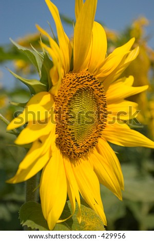 Sunflower series