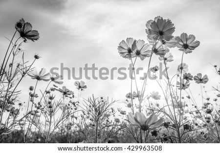 Cosmos flower on black and white background