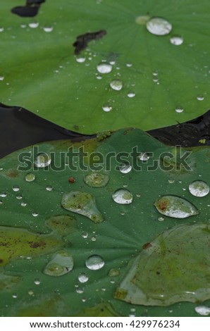Raindrops on Lotus leaves.Image taken during the monsoon season at a lake in India