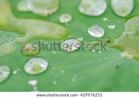 Raindrops on Lotus leaves.Image taken during the monsoon season.