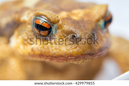 common toad (Bufo bufo) closeup of the head and eyes