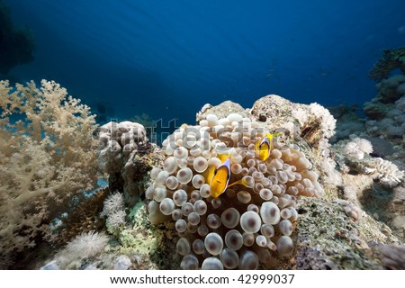 ocean, coral and  bubble anemone
