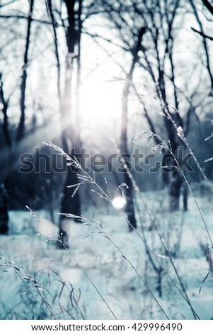 Rays of the sun in the morning in the winter forest. Landscape in cold colors